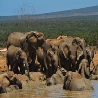 Addo Elephants