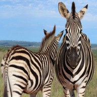 Addo Elephants Game Drive