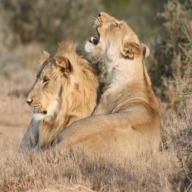 Addo Lions