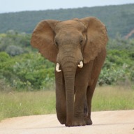 Addo Wildlife