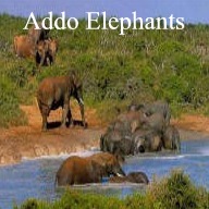 Addo Elephant Park Day Tour